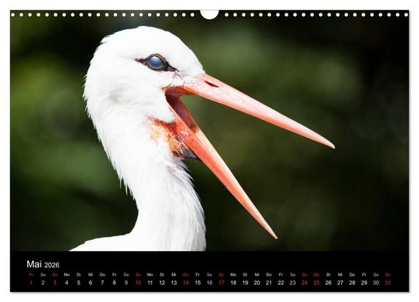 Produktbild: Tierkalender 2026 (Wandkalender 2026 DIN A3 quer), CALVENDO Monatskalender