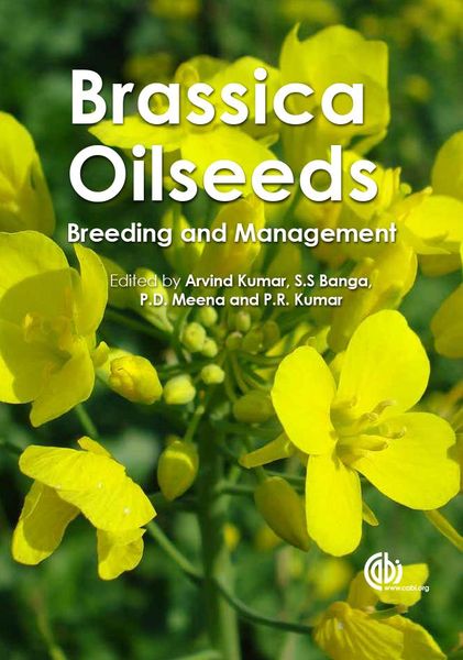 Produktbild: Brassica Oilseeds