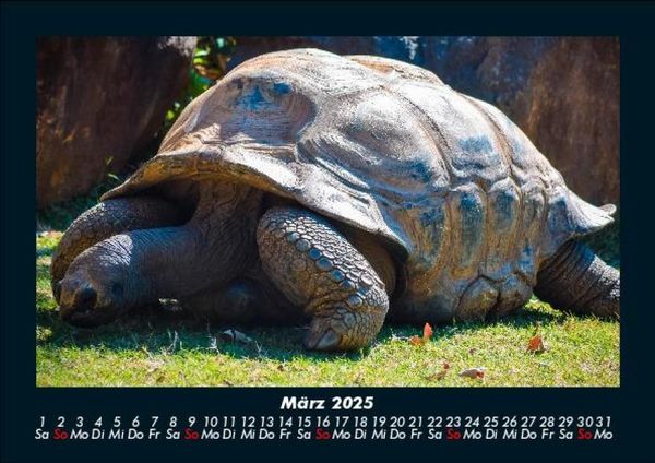 Produktbild: Schildkr&ouml;tenzauber 2025 Fotokalender DIN A5