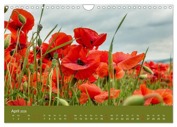 Produktbild: Mohnblumen Romantik (Wandkalender 2026 DIN A4 quer), CALVENDO Monatskalender