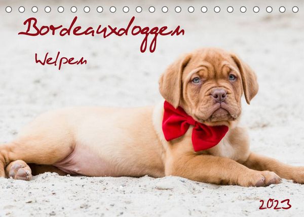 Bordeauxdoggen Welpen (Tischkalender 2023 DIN A5 quer)