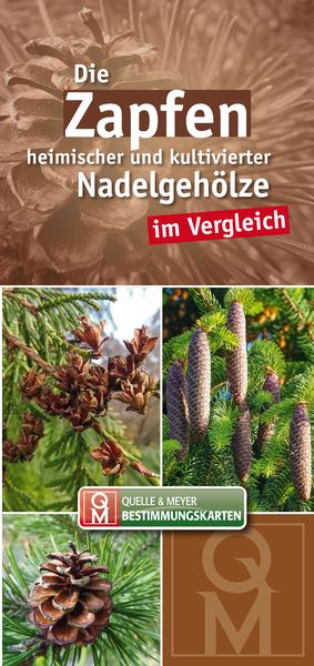 Produktbild: Die Zapfen heimischer und kultivierter Nadelgeh&ouml;lze im Vergleich