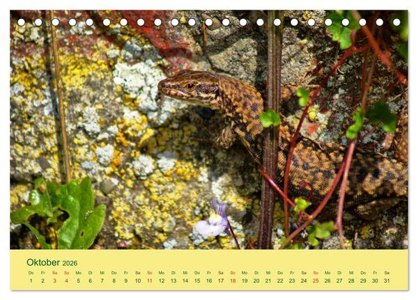 Produktbild: Flinke Eidechsen (Tischkalender 2026 DIN A5 quer), CALVENDO Monatskalender