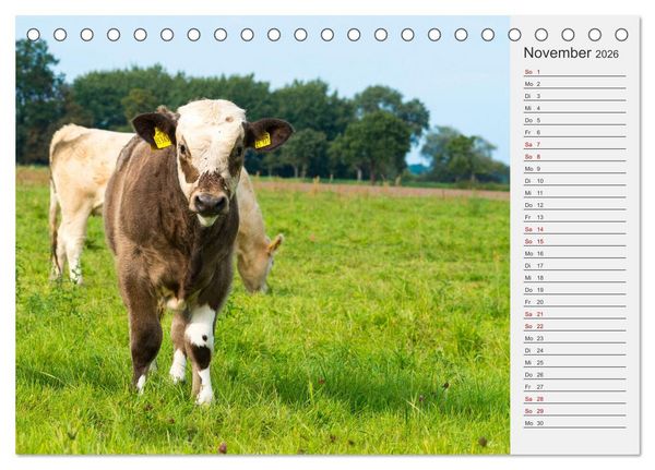 Produktbild: Die Kuh macht Muuuh! (Tischkalender 2026 DIN A5 quer), CALVENDO Monatskalender