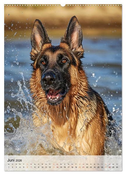 Produktbild: Deutscher Sch&auml;ferhund - mutig und zuverl&auml;ssig (hochwertiger Premium Wandkalender 2026 DIN A2 hoch), Kunstdruck in Hochglanz
