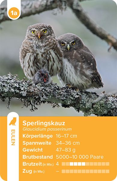 Produktbild: Einheimische Vogelarten &ndash; das Quartett-Spiel