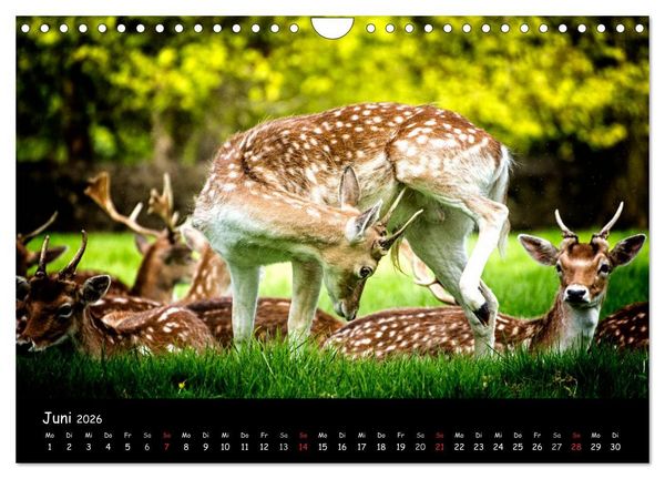 Produktbild: Rehe und Hirsche in freier Natur (Wandkalender 2026 DIN A4 quer), CALVENDO Monatskalender