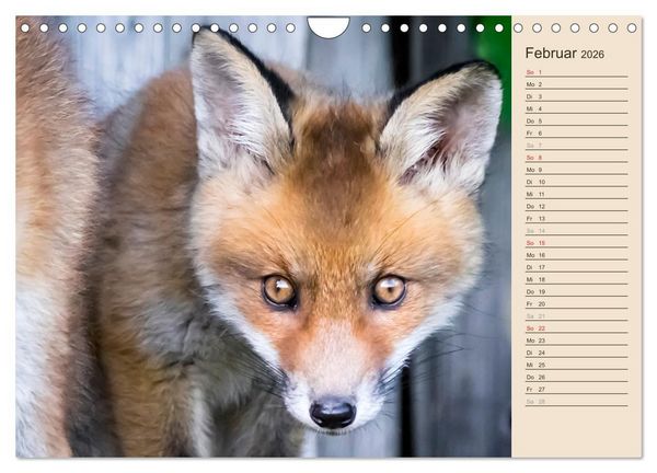 Produktbild: Verspielte Fuchswelpen - Allein zu Haus' (Wandkalender 2026 DIN A4 quer), CALVENDO Monatskalender