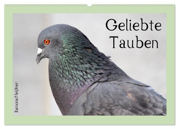 Produktbild: Geliebte Tauben (Wandkalender 2026 DIN A2 quer), CALVENDO Monatskalender