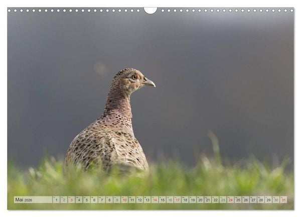 Produktbild: Emotionale Momente: Die Balz der Fasane / CH-Version (Wandkalender 2026 DIN A3 quer), CALVENDO Monatskalender