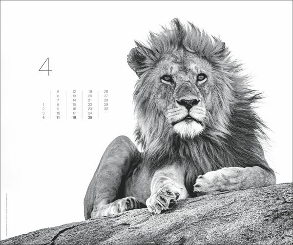 Produktbild: Black & White Animals 2027