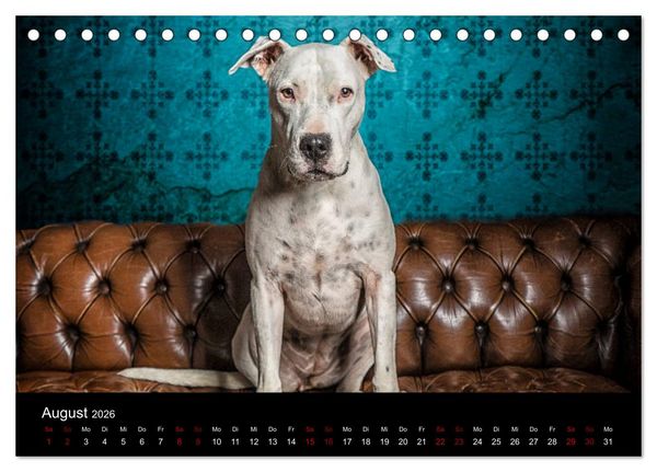 Produktbild: DOGO ARGENTINO (Tischkalender 2026 DIN A5 quer), CALVENDO Monatskalender