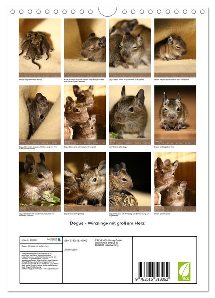 Produktbild: Degus - Winzlinge mit gro&szlig;em Herz (Wandkalender 2026 DIN A4 hoch), CALVENDO Monatskalender