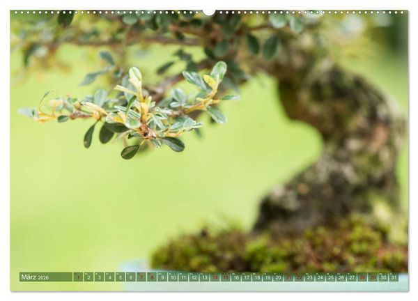 Produktbild: Bonsai ganz nah (hochwertiger Premium Wandkalender 2026 DIN A2 quer), Kunstdruck in Hochglanz