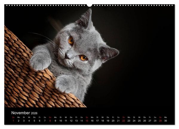 Produktbild: B&auml;rige Schmusetiger - Britisch Kurzhaar / CH-Version (hochwertiger Premium Wandkalender 2026 DIN A2 quer), Kunstdruck in Hochglanz