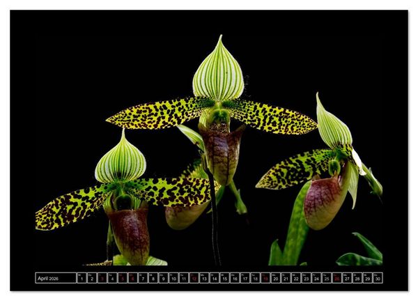 Produktbild: Frauenschuhe - die sch&ouml;nsten Orchideen der Welt (Wandkalender 2026 DIN A4 quer), CALVENDO Monatskalender