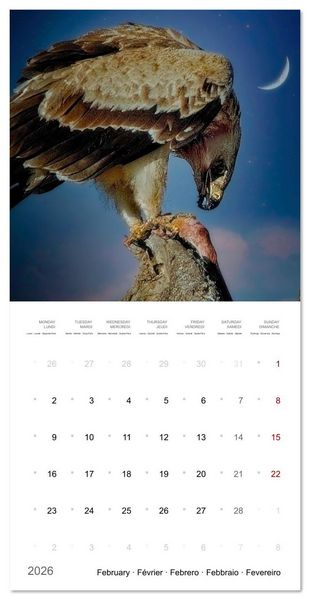 Produktbild: Eagles in Africa (Wall Calendar 2026 12 &times; 12 Inch) CALVENDO 12 Month Wall Calendar