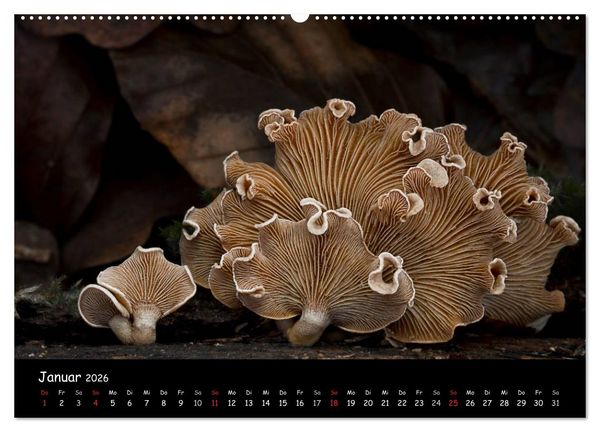 Produktbild: Pilzgalerie (hochwertiger Premium Wandkalender 2026 DIN A2 quer), Kunstdruck in Hochglanz