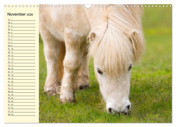 Produktbild: Ponys. Herzensbrecher mit Grips (Wandkalender 2026 DIN A3 quer), CALVENDO Monatskalender