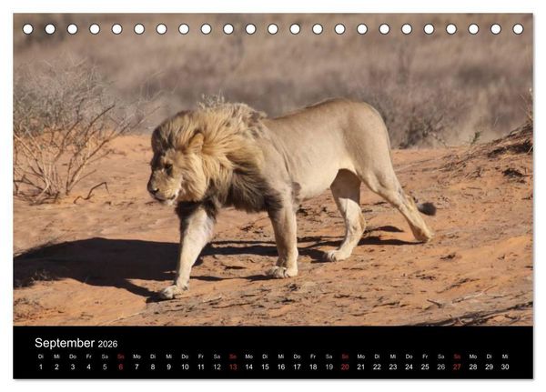 Produktbild: L&ouml;wen - K&ouml;nige der Tiere (Tischkalender 2026 DIN A5 quer), CALVENDO Monatskalender