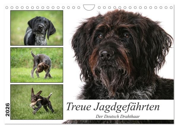 Produktbild: Treue Jagdgef&auml;hrten - Der Deutsch Drahthaar (Wandkalender 2026 DIN A4 quer), CALVENDO Monatskalender