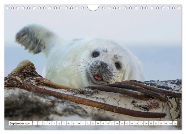 Produktbild: Kegelrobben hautnah (Wandkalender 2026 DIN A4 quer), CALVENDO Monatskalender