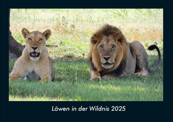 Produktbild: L&ouml;wen in der Wildnis 2025 Fotokalender DIN A4