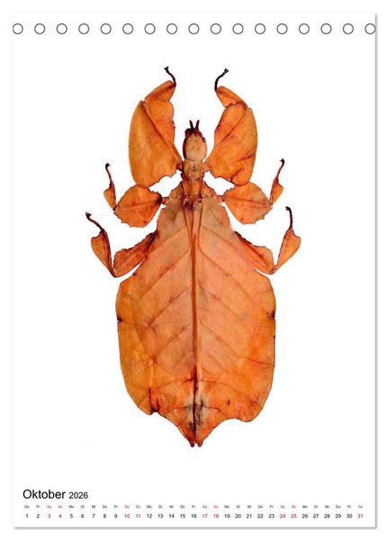 Produktbild: Die sch&ouml;nsten Insekten (Tischkalender 2026 DIN A5 hoch), CALVENDO Monatskalender