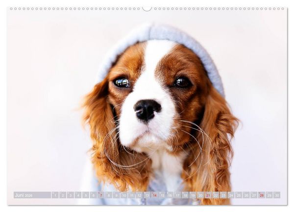 Produktbild: Der Welpenkalender - Cavalier King Charles Spaniel (hochwertiger Premium Wandkalender 2026 DIN A2 quer), Kunstdruck in Hochglanz