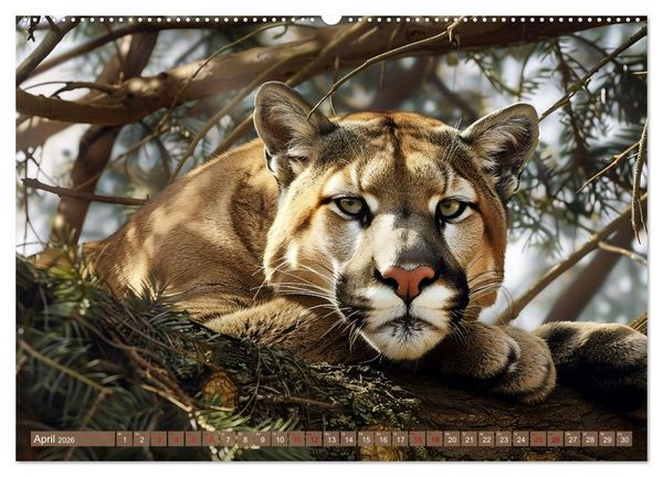 Produktbild: Wenn die wilden Katzen leise durch ihr Revier streifen (hochwertiger Premium Wandkalender 2026 DIN A2 quer), Kunstdruck in Hochglanz