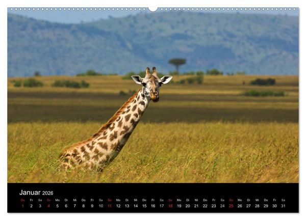 Produktbild: GIRAFFEN - Liebliche Riesen der afrikanischen Savanne (hochwertiger Premium Wandkalender 2026 DIN A2 quer), Kunstdruck in Hochglanz