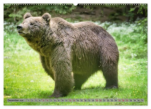 Produktbild: Krafttier B&auml;r (hochwertiger Premium Wandkalender 2026 DIN A2 quer), Kunstdruck in Hochglanz