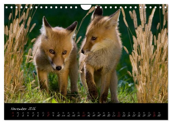 Produktbild: Rotfuchs - Impressionen (Wandkalender 2026 DIN A4 quer), CALVENDO Monatskalender