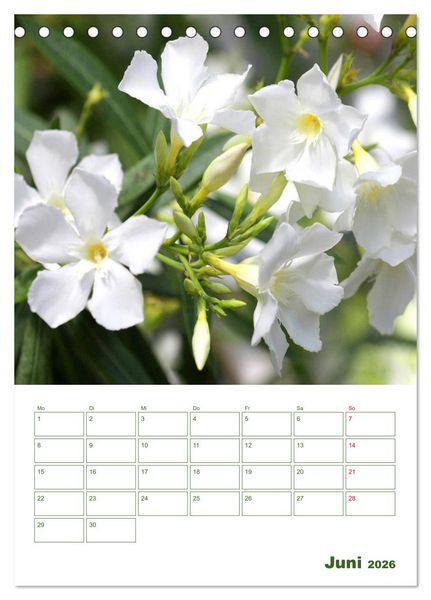 Produktbild: Wei&szlig;e Bl&uuml;ten im Gr&uuml;nen (Tischkalender 2026 DIN A5 hoch), CALVENDO Monatskalender