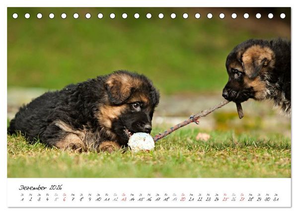 Produktbild: Deutscher Sch&auml;ferhund - Welpen / CH-Version (Tischkalender 2026 DIN A5 quer), CALVENDO Monatskalender