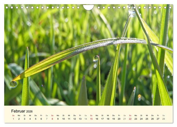 Produktbild: Kraftquelle Gr&uuml;n (Wandkalender 2026 DIN A4 quer), CALVENDO Monatskalender