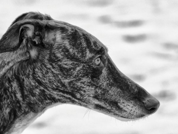 Produktbild: CALVENDO Puzzle Windhund Profil 1000 Teile Lege-Gr&ouml;&szlig;e 64 x 48 cm Foto-Puzzle Bild von kattobello