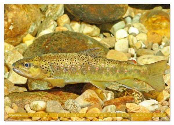 Produktbild: Heimische Fische: Karpfen, Forelle, Hecht (Tischkalender 2026 DIN A5 quer), CALVENDO Monatskalender