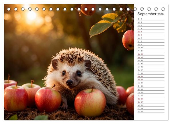 Produktbild: Stachelstars (Tischkalender 2026 DIN A5 quer), CALVENDO Monatskalender