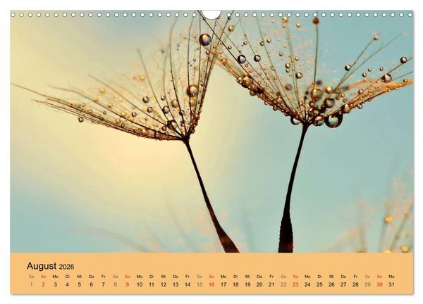 Produktbild: Naturjuwel Pusteblume (Wandkalender 2026 DIN A3 quer), CALVENDO Monatskalender