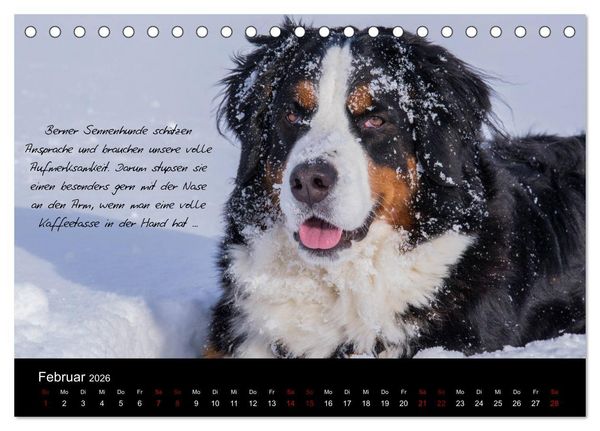 Produktbild: So ist er. Der Berner Sennenhund (Tischkalender 2026 DIN A5 quer), CALVENDO Monatskalender