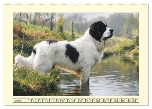 Produktbild: Landseer in der Natur. Majest&auml;tische und sanfte Hundeseelen (Wandkalender 2026 DIN A2 quer), CALVENDO Monatskalender