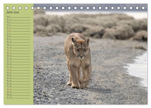 Produktbild: Wildlife S&uuml;damerika (Tischkalender 2026 DIN A5 quer), CALVENDO Monatskalender