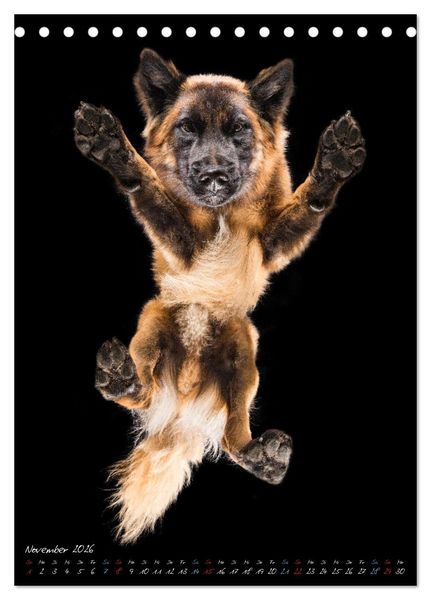 Produktbild: Down Under - Hunde auf der Glasplatte (Tischkalender 2026 DIN A5 hoch), CALVENDO Monatskalender