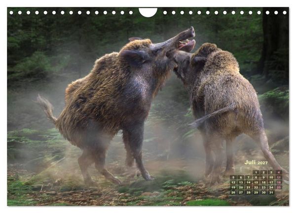 Produktbild: WILDE TIERE IN AKTION (Wandkalender 2027 DIN A4 quer), CALVENDO Monatskalender