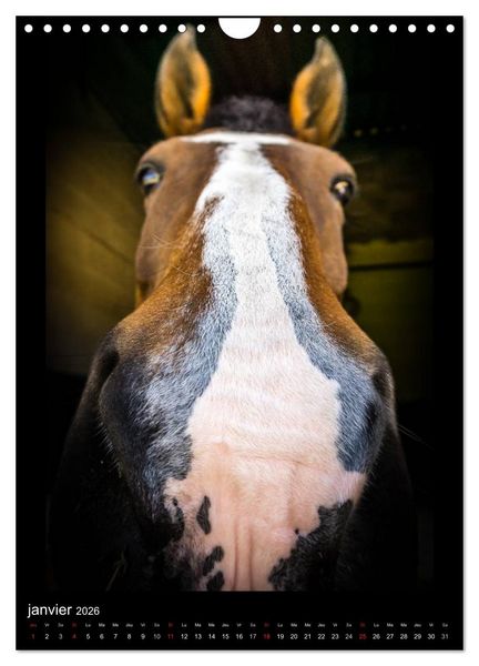 Produktbild: Chevaux en Portraits (Calendrier mural 2026 DIN A4 horizontal), CALVENDO calendrier mensuel