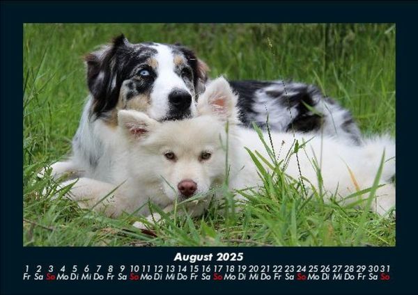 Produktbild: Hunde 2025 Fotokalender DIN A5