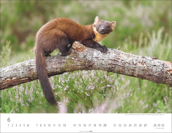 Produktbild: Heimische Wildtiere Kalender 2027
