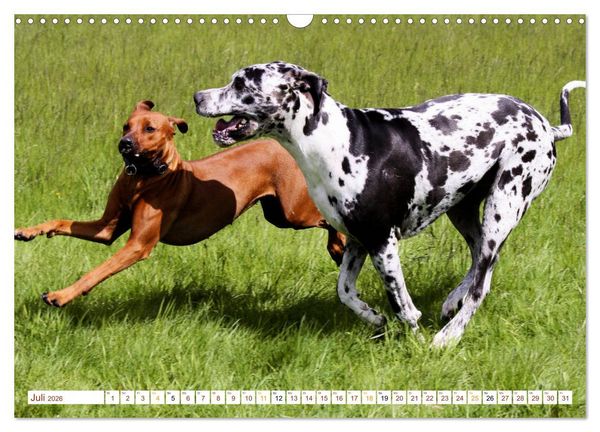 Produktbild: Rhodesian Ridgeback - eine Liebe f&uuml;rs Leben (Wandkalender 2026 DIN A3 quer), CALVENDO Monatskalender