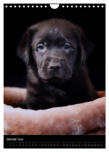 Produktbild: Labrador Welpen (Wandkalender 2026 DIN A4 hoch), CALVENDO Monatskalender
